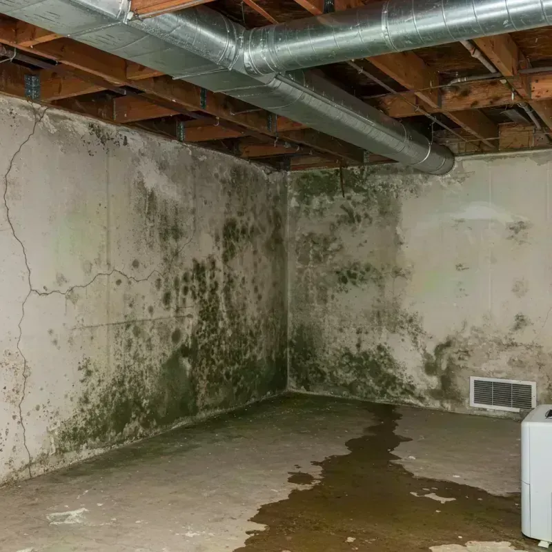 Professional Mold Removal in Calvert City, KY